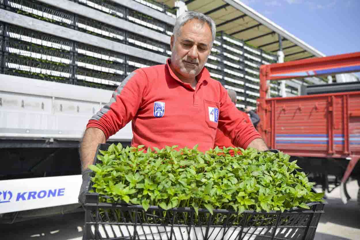 ABB’DEN 8 İLÇEDE ERKENCİ FİDE DESTEĞİ