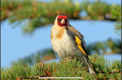 FOTO SAFARİDE EN İYİ FOTOĞRAF AVCILARI BELLİ OLDU