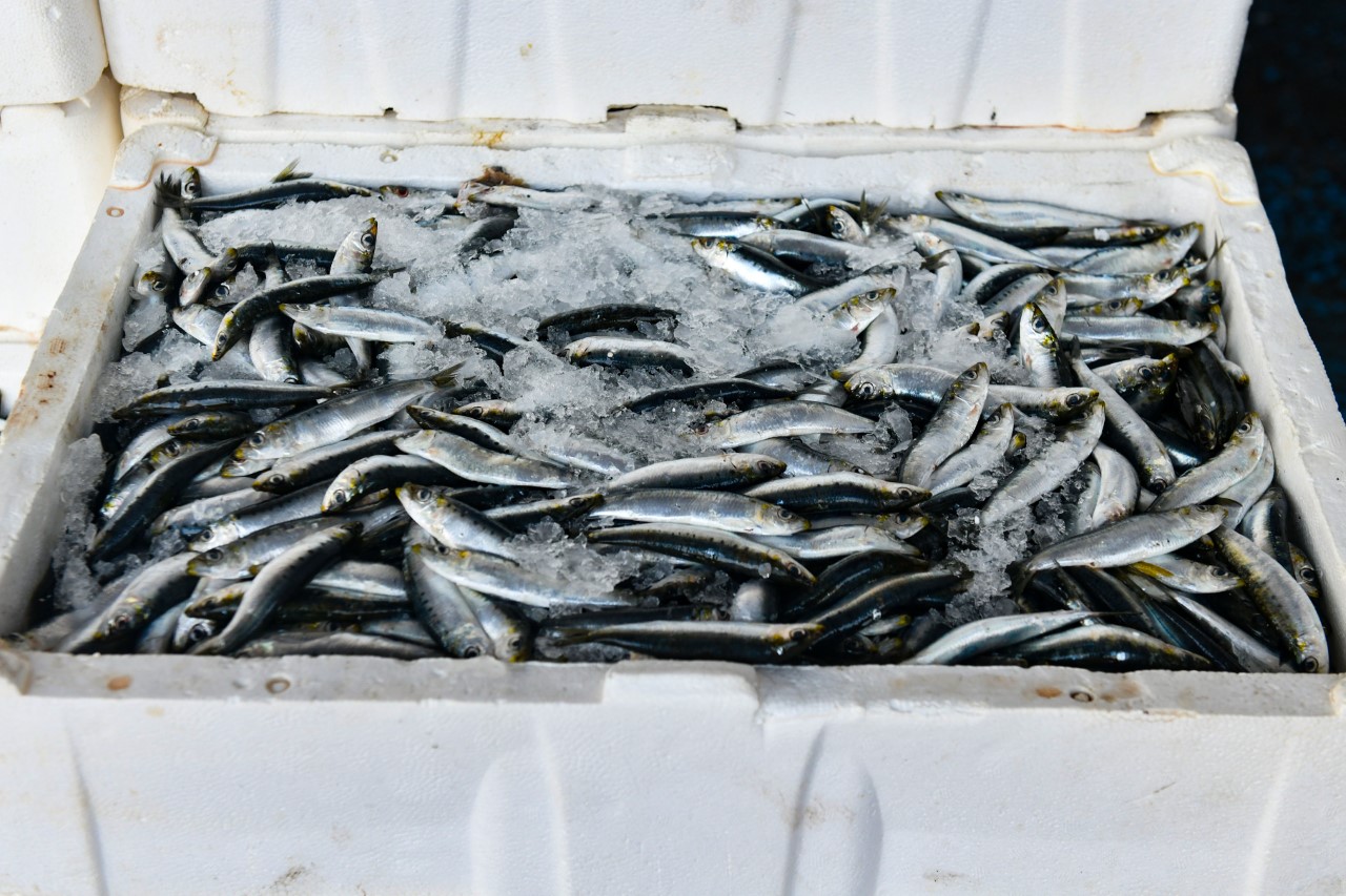 BAŞKENTLİ KASIM AYINDA EN ÇOK HAMSİ, MANDALİNA VE DOMATES TÜKETTİ