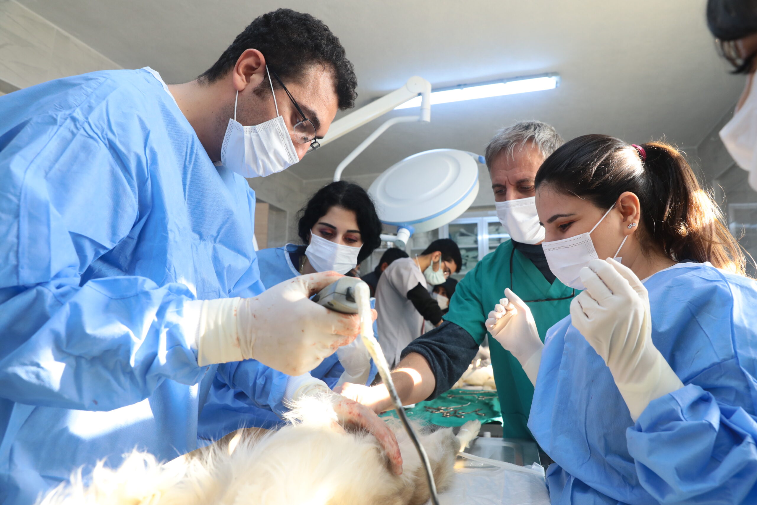 POLATLI BELEDİYESİ SOKAKLARDA HAYVAN POPÜLASYONUNUN ÖNÜNE GEÇMEK AMACIYLA ÇALIŞMALARINI SÜRDÜRÜYOR