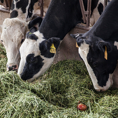 POLATLI’DA KURBAN ALIŞVERİŞİ BAŞLADI