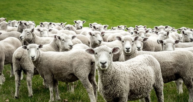 KOYUN SÜRÜLERİ ÇİFTÇİNİN KARIN AĞRISI OLDU