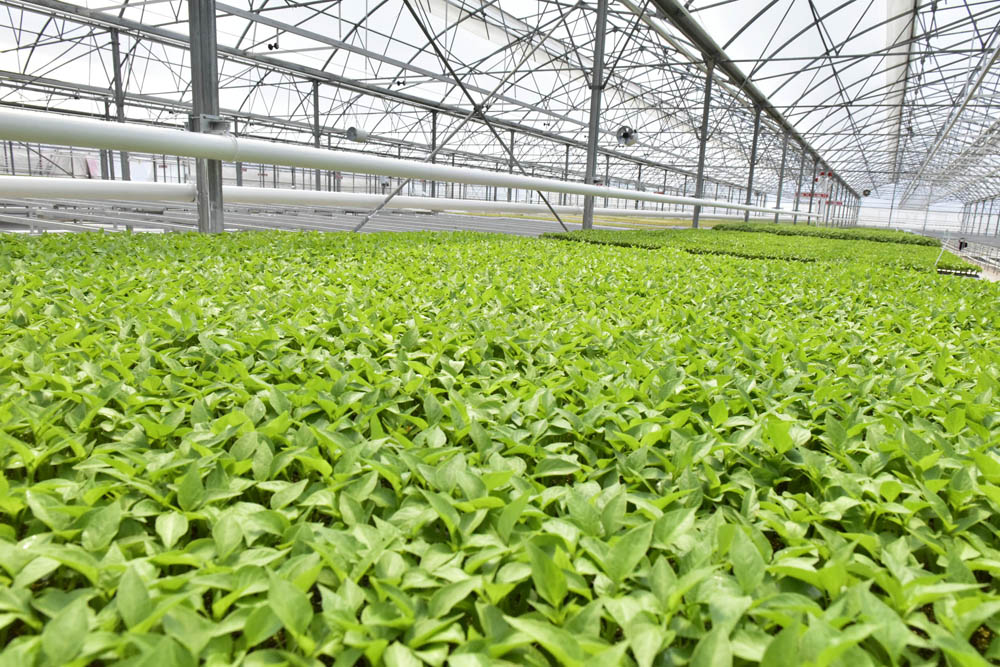 ANKARA BÜYÜKŞEHİR BELEDİYESİNİN BEYPAZARI SERASI İLK MEYVELERİNİ VERMEYE BAŞLADI