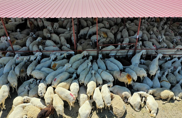 POLATLI BELEDİYESİ HAYVAN PAZARI’NDA KURBAN BAYRAMI ÖNCESİ SATIŞLAR SÜRÜYOR