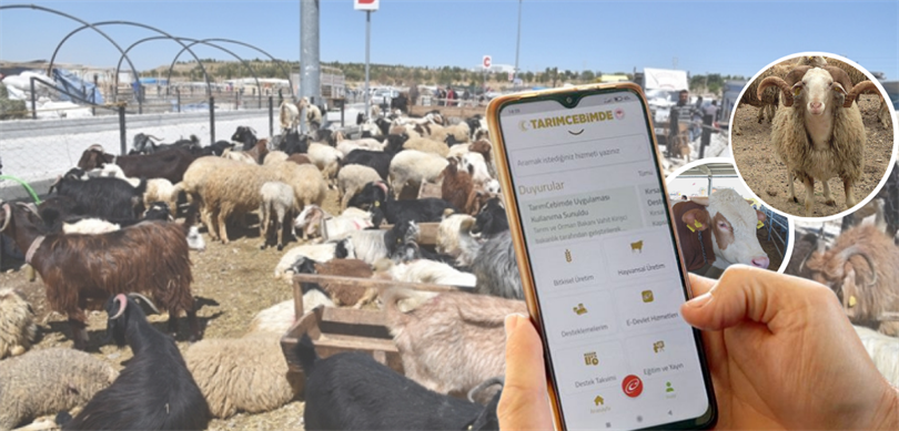 KURBANLIKLARIN BİLGİLERİ, ‘TARIMCEBİMDE’ MOBİL UYGULAMASI ÜZERİNDEN SORGULANABİLİYOR