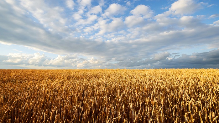 BUĞDAY TABAN FİYATI 8,25 OLDU