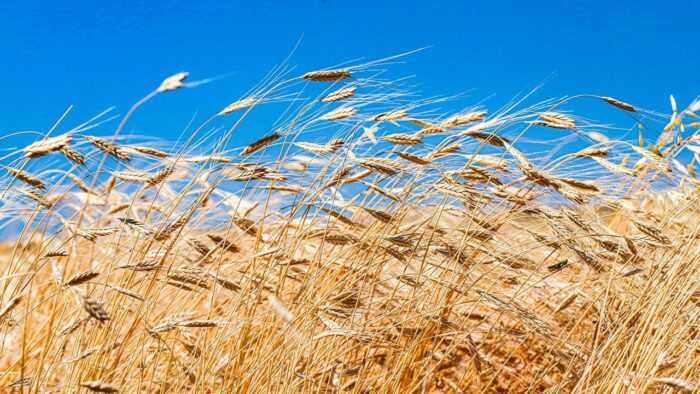 ATA TOHUM, YENİ TOHUMLARIYLA İDDİALI