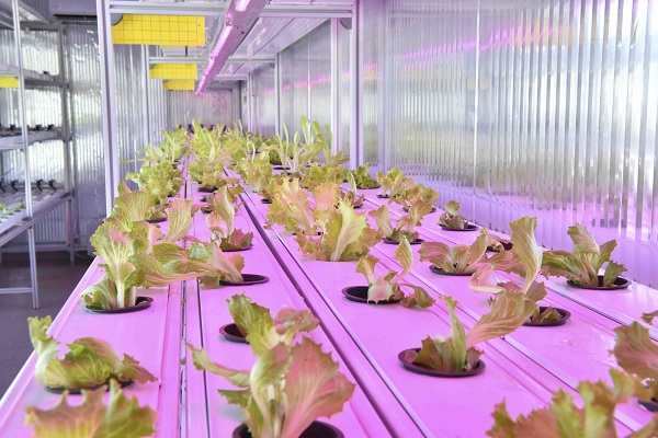 ABB ‘DİKEY TOPRAKSIZ TARIM BİTKİ BÜYÜTME ÜNİTESİ’NİN AR-GE ÇALIŞMALARINA BAŞLADI