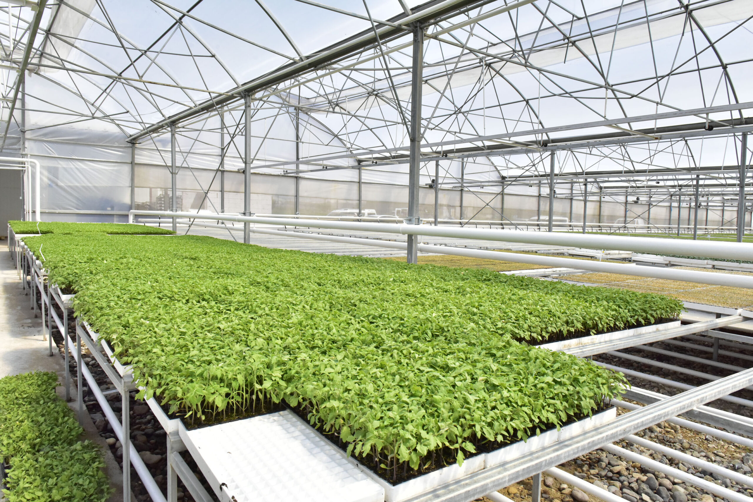 ANKARA BÜYÜKŞEHİR BELEDİYESİNİN BEYPAZARI SERALARINDA ÜRETİM TAM GAZ