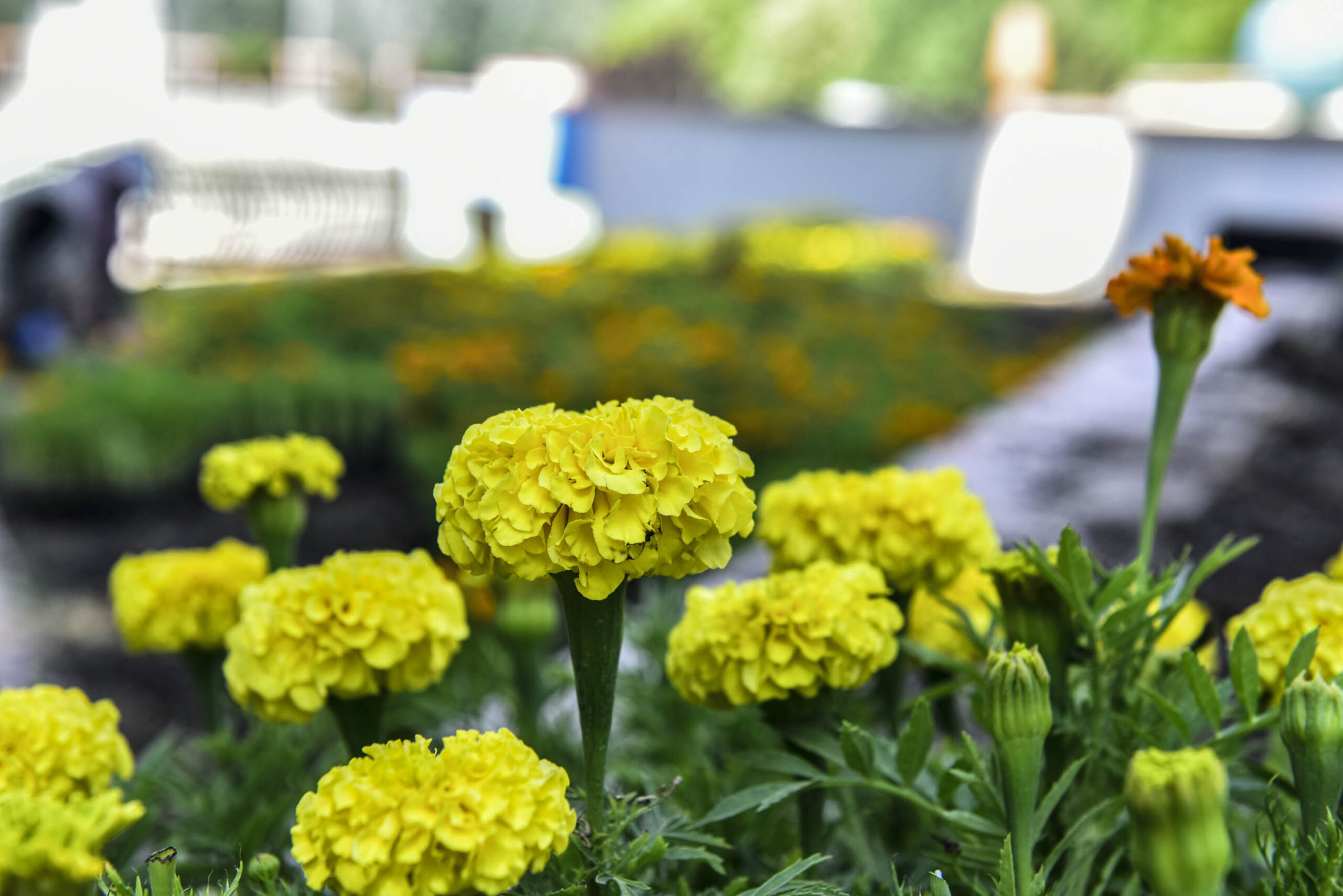 BAŞKENT YAZ ÇİÇEKLERİYLE RENKLENİYOR