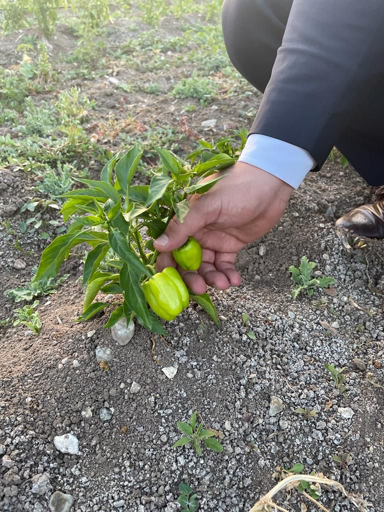 Ülkü Ocakları Ata tohumu meyve verdi!